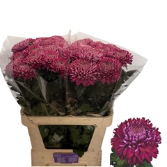 Chrysanth Single Regalmist Purper 80cm 90gr.