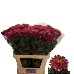 Chrysanth Single Regalmist Red 80cm 80gr.