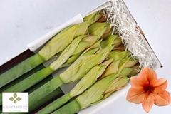 Hippeastrum Rilona 90cm