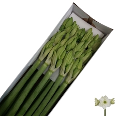 Hippeastrum Casablanca 70cm