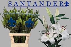 Lily Oriental Santander 90cm 4+
