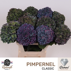 Hydrangea Pimpernel Classic 80cm 21-23cm Hd