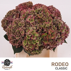 Hydrangea Rodeo Red Classic 40cm 13-15cm Hd