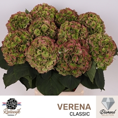 Hydrangea Verena Classic 80cm 20-22cm Hd