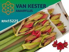 Hippeastrum Hercules 80cm