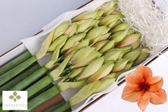 Hippeastrum Rilona 80cm