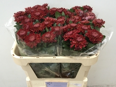 Chrysanth Single Bigoudi Red 70cm 55gr.