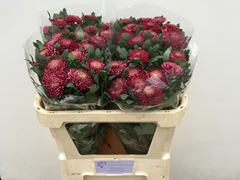 Chrysanth Single Bigoudi Purple 70cm 55gr.