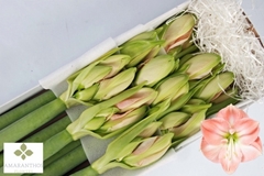 Hippeastrum Darling 80cm