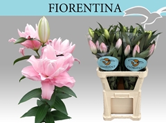 Lily Oriental Fiorentina 90cm 4+