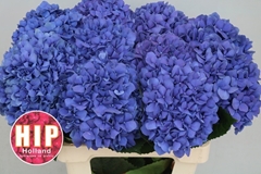 Hydrangea Pimpernel 60cm 16-18cm Hd