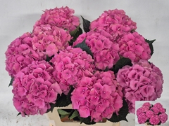 Hydrangea Royal Palace 60cm 14-16cm Hd