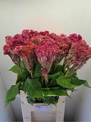 Celosia Turbo Rose 90cm