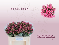 Bouvardia Single Royal Roza 50cm