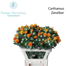 Carthamus Zanzibar 80cm