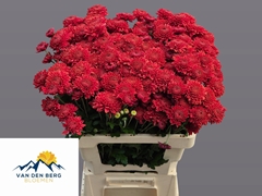 Chrysanth Spray Blenda Red 60cm 40gr.