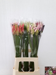 Nerine Mix 70cm
