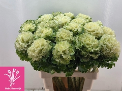 Brassica Crane Ruffle White 68cm