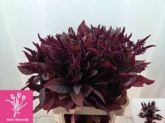 Amaranthus Cruentus Velvet 85cm