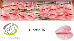 Anthurium Lunette 11cm Hd