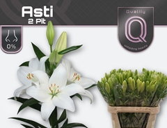 Lily La Asti 80cm 2+