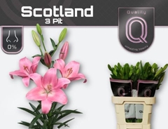 Lily La Scotland 85cm 3+