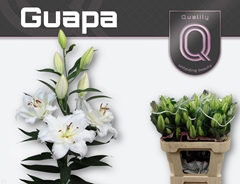 Lily Oriental Double Guapa 75cm 2+
