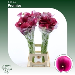 Zantedeschia Captain Promise 70cm