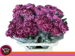Chrysanth Single Bigoudi Purple 80cm 80gr.