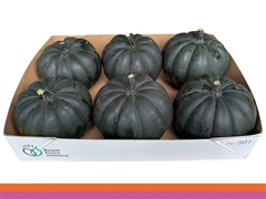 Cucurbita Maxima Halloween 16cm