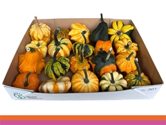 Cucurbita Pepo Indian Mix 11cm