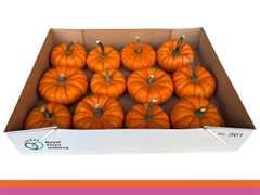 Cucurbita Pepo Jack Be Little 11cm