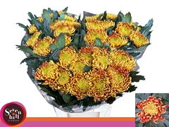 Chrysanth Single Fuego 80cm 120gr.