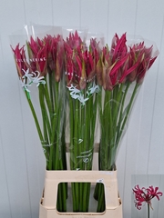 Nerine Lady Dani 70cm