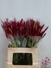 Nerine Mister Nick 50cm