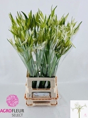 Nerine Like A Virgin 70cm