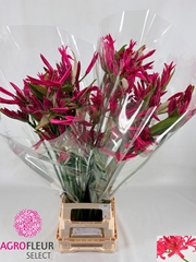 Nerine Pink Spunky 90cm
