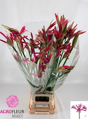 Nerine Pearls Of Cherry 90cm