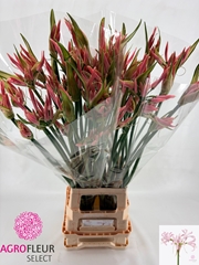 Nerine Pink Wonder 80cm