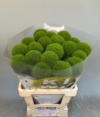Dianthus Barb Kiwi Mellow Cool 55cm