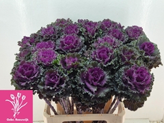 Brassica Crane Ruffle Red 70cm