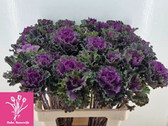 Brassica Crane Ruffle Red 60cm