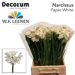 Narcissus Spray Ziva 45cm