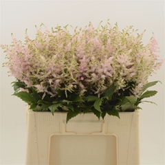 Astilbe Europa 55cm