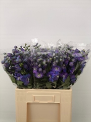Delphinium Double Guardian Blue 60cm