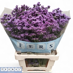 Limonium Sinense Kansas Blue 70cm 45gr.