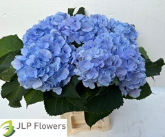 Hydrangea Verena Blue 60cm 17-19cm Hd