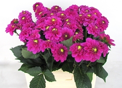 Dahlia Purple Fox 60cm