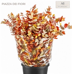 Eucalyptus Cinerea Painted Premium Monet Per Bunch 70cm 200gr.