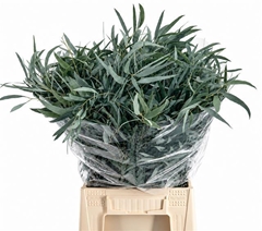 Eucalyptus Domenichina Per Bunch 50cm 150gr.